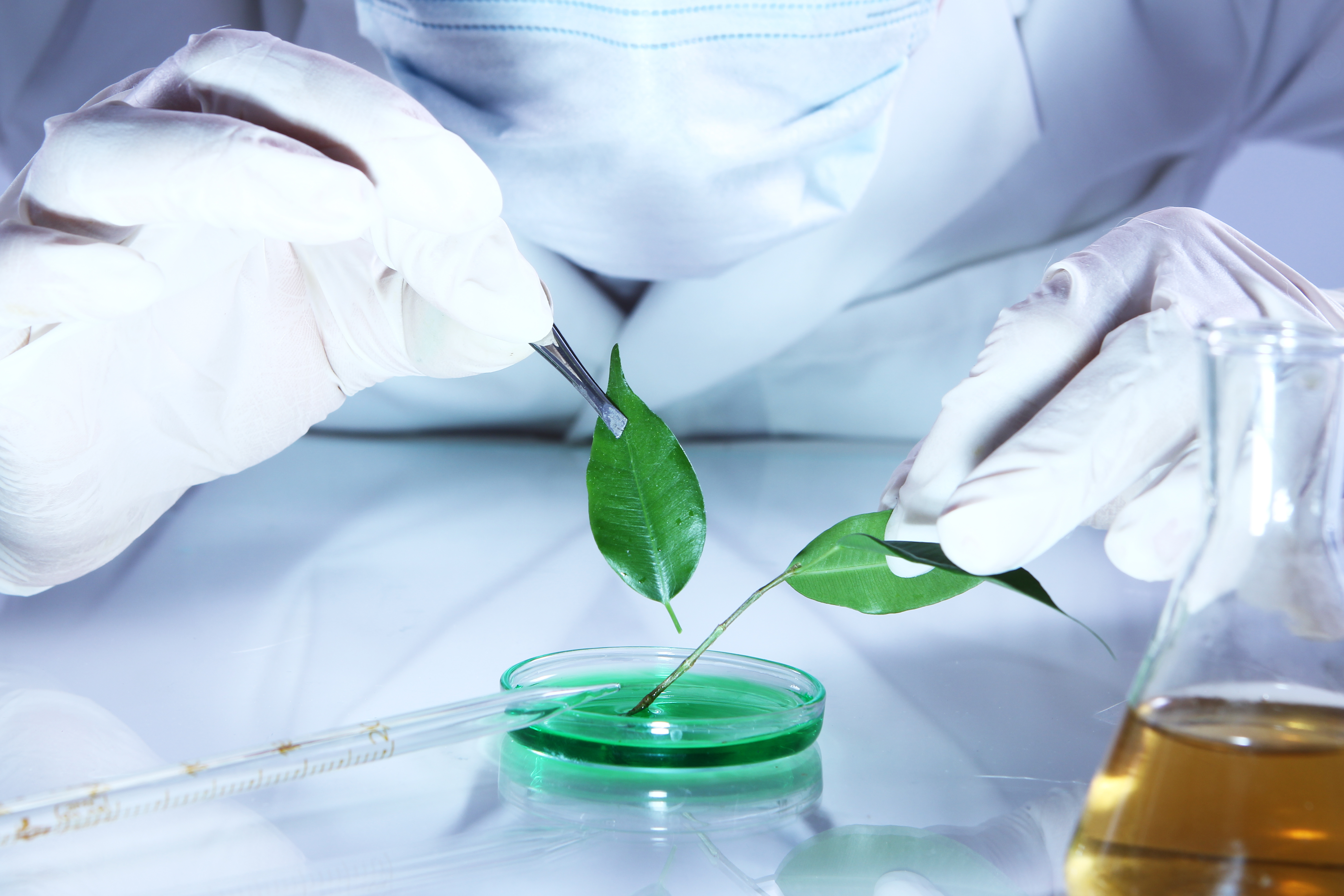 Breeding History, Phytochemical Properties and Distribution of Paeonia spp. in Iran