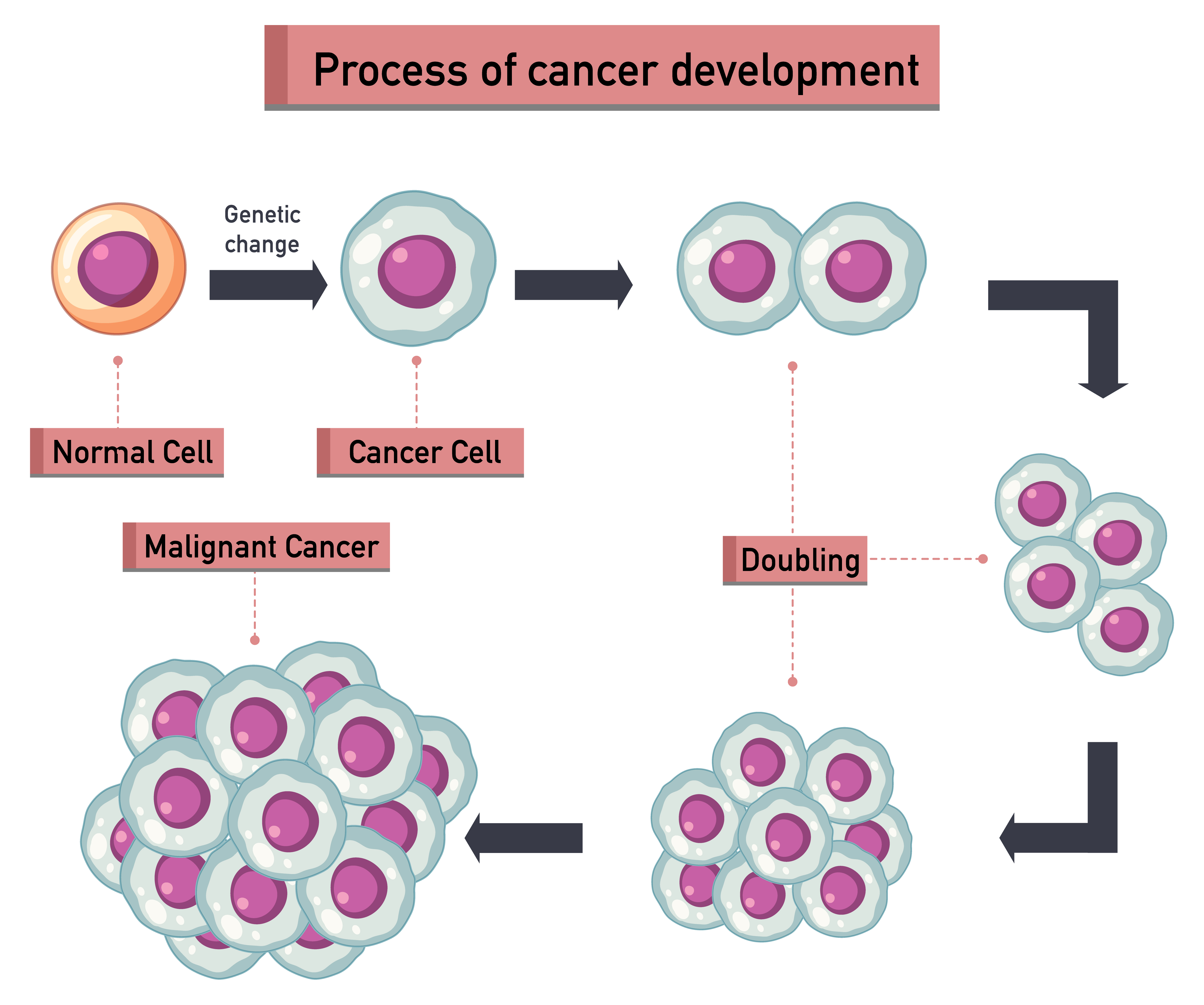 Melatonin: The Nighttime Hormone's Role in Cancer Control and Immunity Enhancement