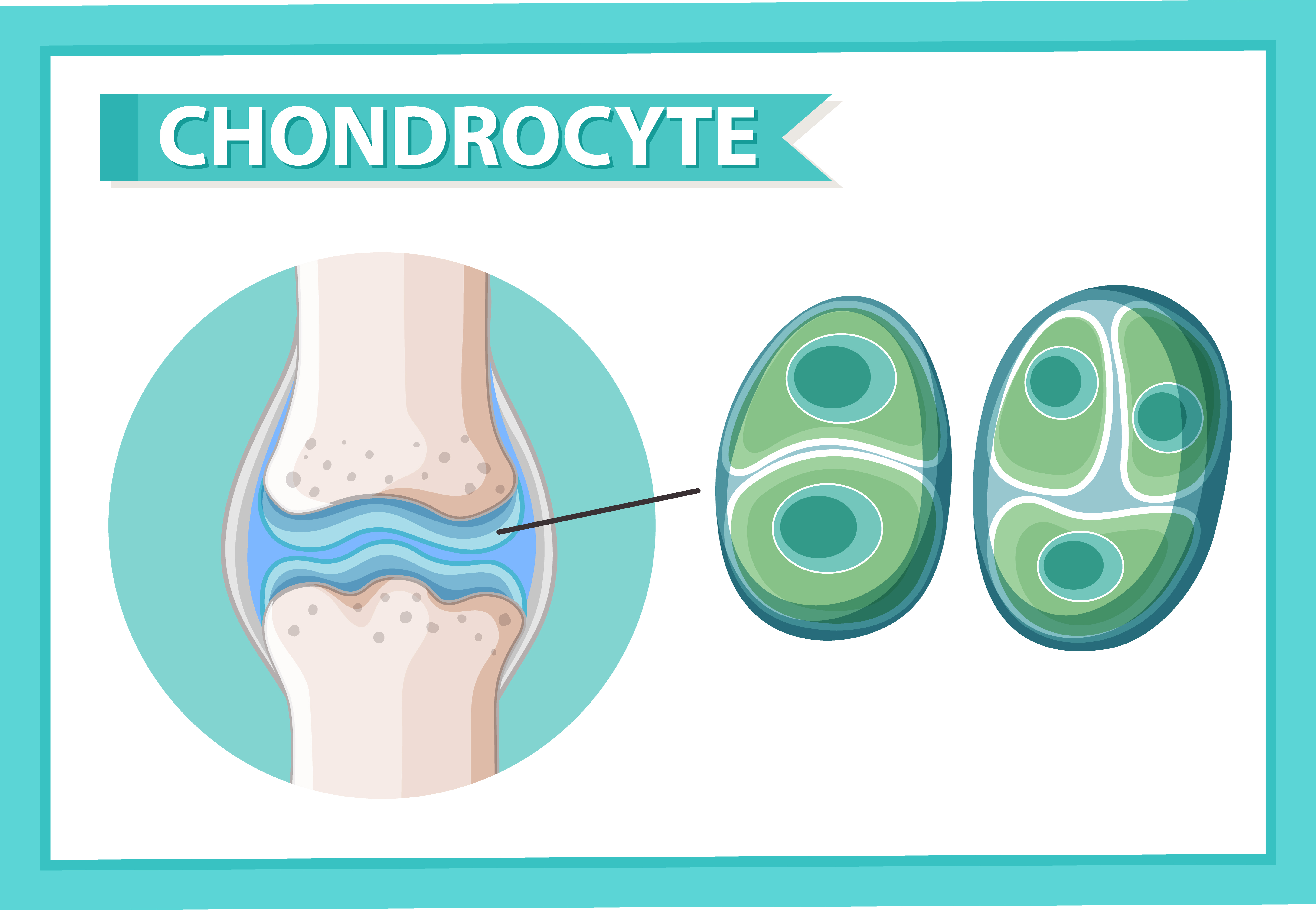 Chondrocytes: From their Origin to their Application in Regeneration of Articular Cartilage