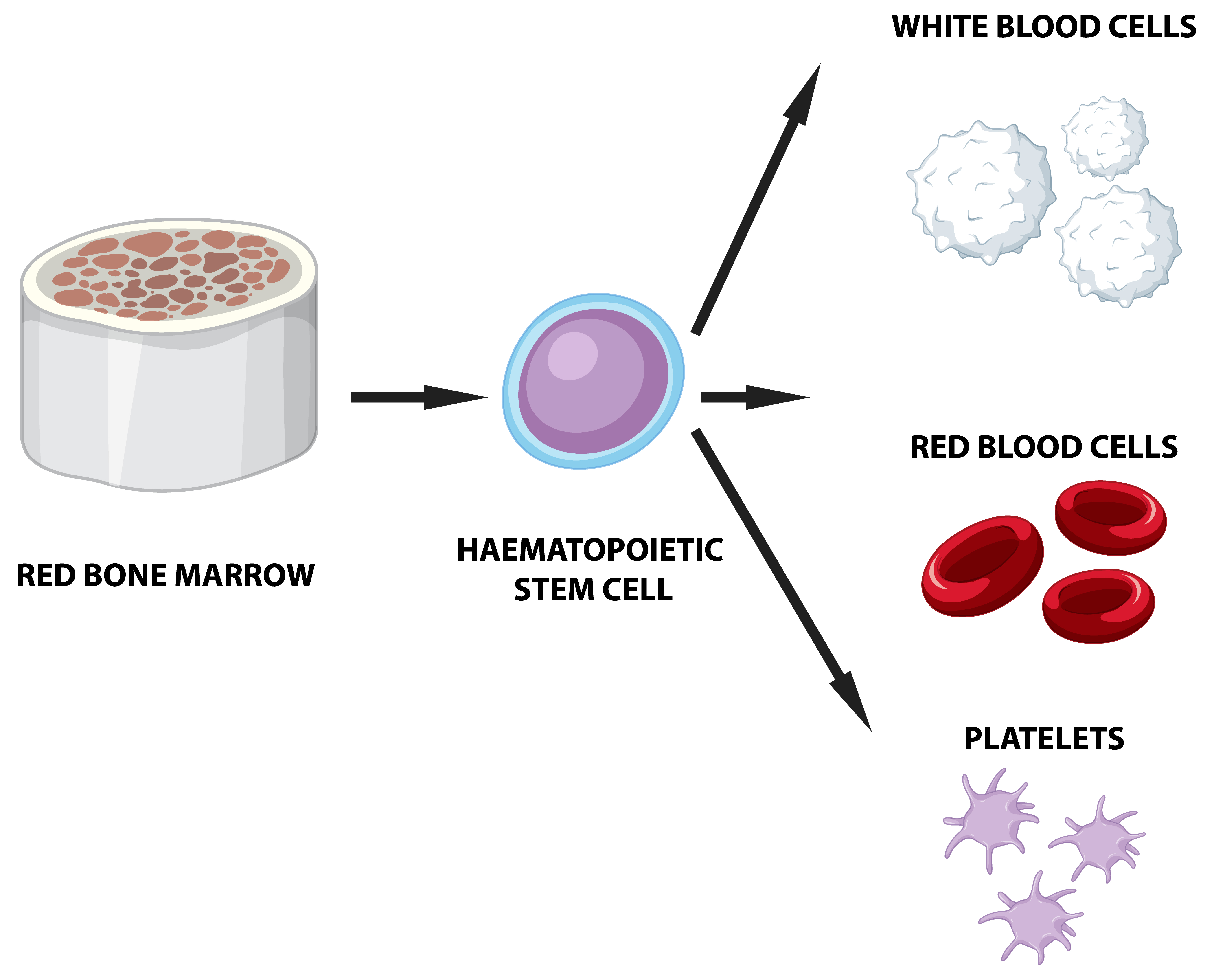 Ex-Vivo Expansion of Bone Marrow-Derived Mesenchymal Stromal Cells for Clinical use: The Starting Platelet Concentration of Human Platelet Lysate Affects Cell Proliferation, Senescence and Phenotype
