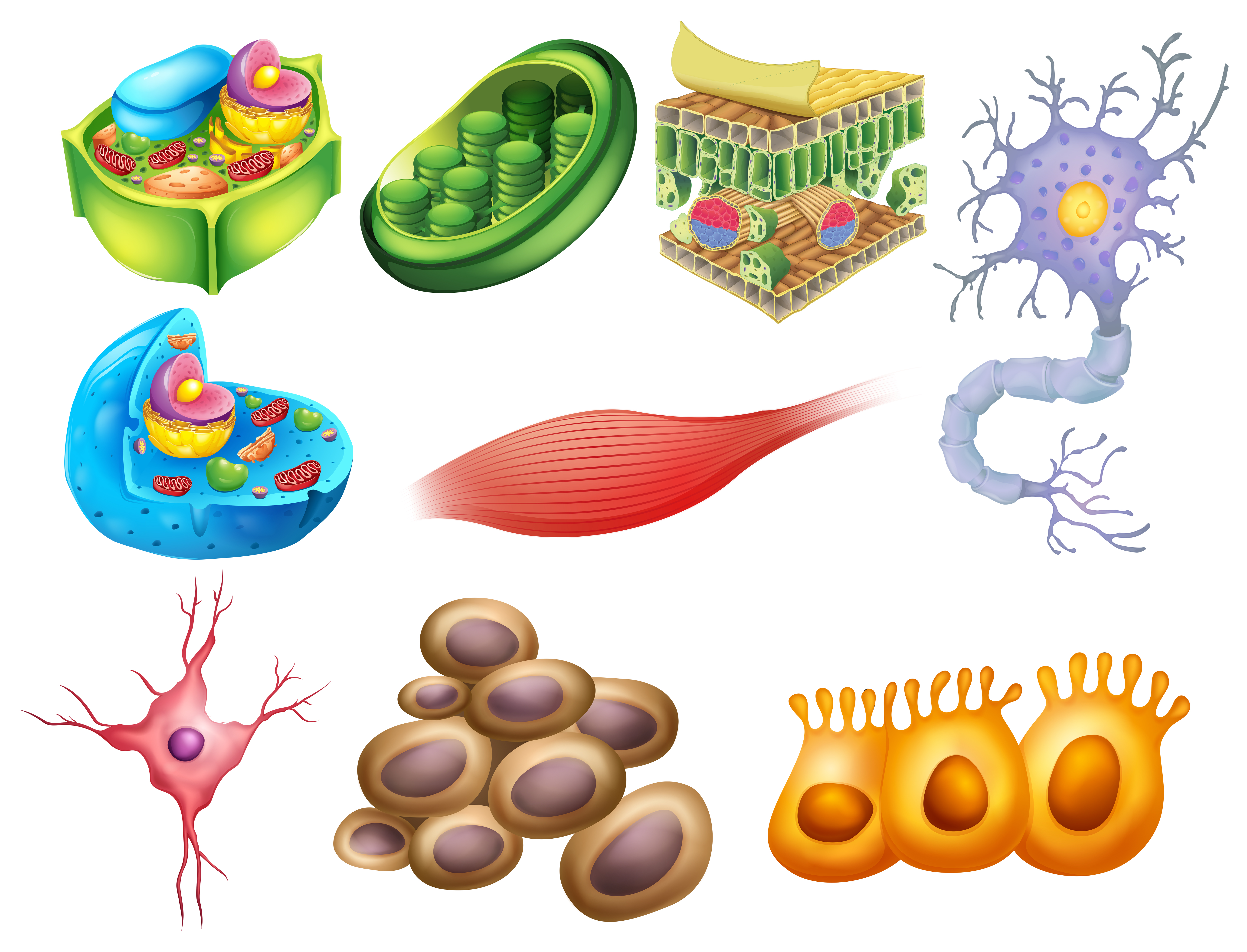 Additional Arguments against the Correlation Between Blood Glucose Values and Cellular Metabolism