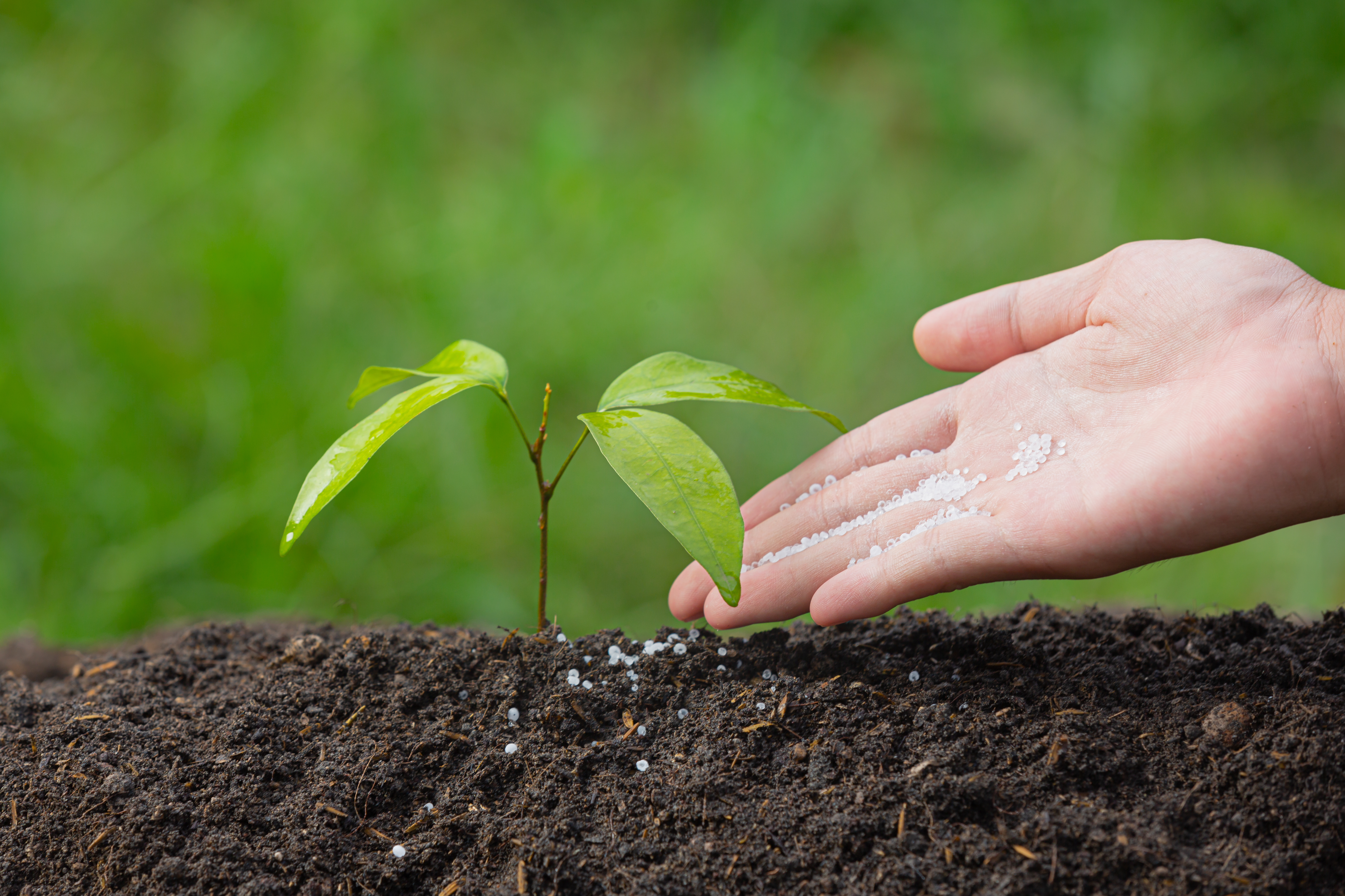 Effect of Urea Application on Leaf Senescence and Grain Yield of Soybean