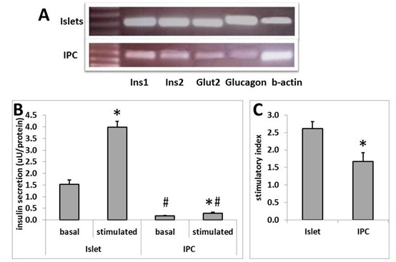 Transcriptome Analysis of Mesenchymal Stem Cells Differentiated into Insu- lin-Producing Cells Reveals Dissimilarities with Pancreatic Beta Cells in Re- sponse to Glucose