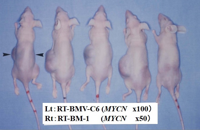Cellular and Molecular Characteristics of Established Neuroblastoma Cell Lines