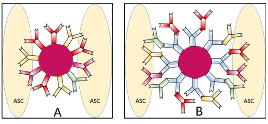 Assembly of Size Selective Multicellular Spheroids of Adipose-Derived Stem/ Stromal Cells for Use in Regenerative Tissue Engineering: A Methods and Morphologic Study