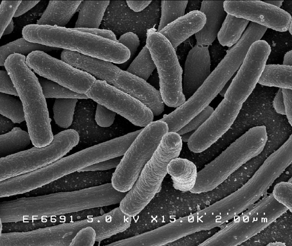 Analysis of The Bacterial Inhibition Capacity of The Topical Anesthetics Pliaglis: In Vitro Study