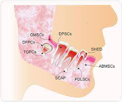 Isolation and Characterisation of a Dental Pulp-Derived Human Mesenchymal Stem Cell Line – CKC-Endeavour-2 and its Products Under Xeno- and Serum-Free Conditions