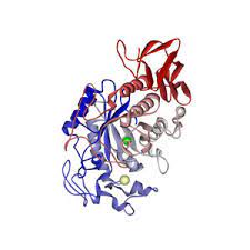 Effect of Phytic Acid on the Enzymatic Activities of Starch Degrading Human Salivary α-Amylase