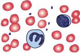 Effects of Ethanolic Extracts of Solanum aethiopicum Leaf on Haematological parameters of Wistar Rats Induced Kidney Infections