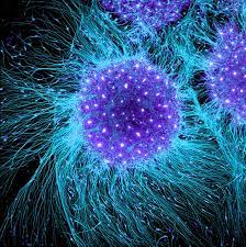 Stem Cells and Their Therapeutic Applications for Human Diseases: A Review