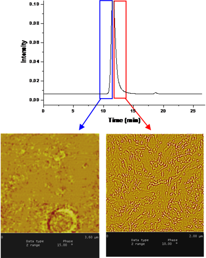 Novel Gradient Elution Chromatography Atomic Force Microscopic Hyphenated Offline Coupling Technique for Copolymers Morphology Investigation
