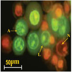 A Novel Report of Serotonin Receptors Antagonists Inducing Apoptosis in Human Lung Carcinoma