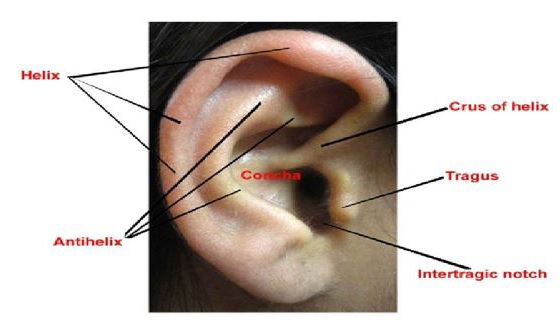A Review on Morphological and Morphometrical Study of External Human Ear for Identification A Review on Morphological and Morphometrical Study of External Human Ear for Identification