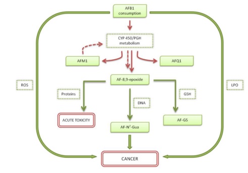 Aflatoxin B1: Mechanism, Oxidative Stress and Effects on Animal Health Aflatoxin B1: Mechanism, Oxidative Stress and Effects on Animal Health
