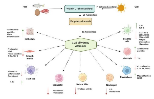 Safety and Efficacy of Vitamin D Supplementation in Patients With Allergic Rhinitis: Randomized Double Blind Placebo Control Study in Mexican Population